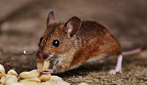 24 Hour & Emergency Exterminators in Rockford, MI